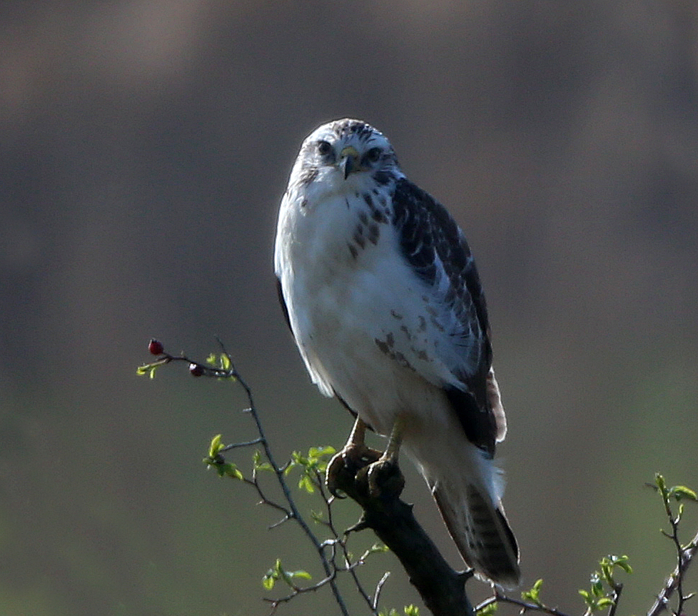 Mäusebussard   -  Buteo buteo