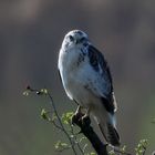 Mäusebussard   -  Buteo buteo