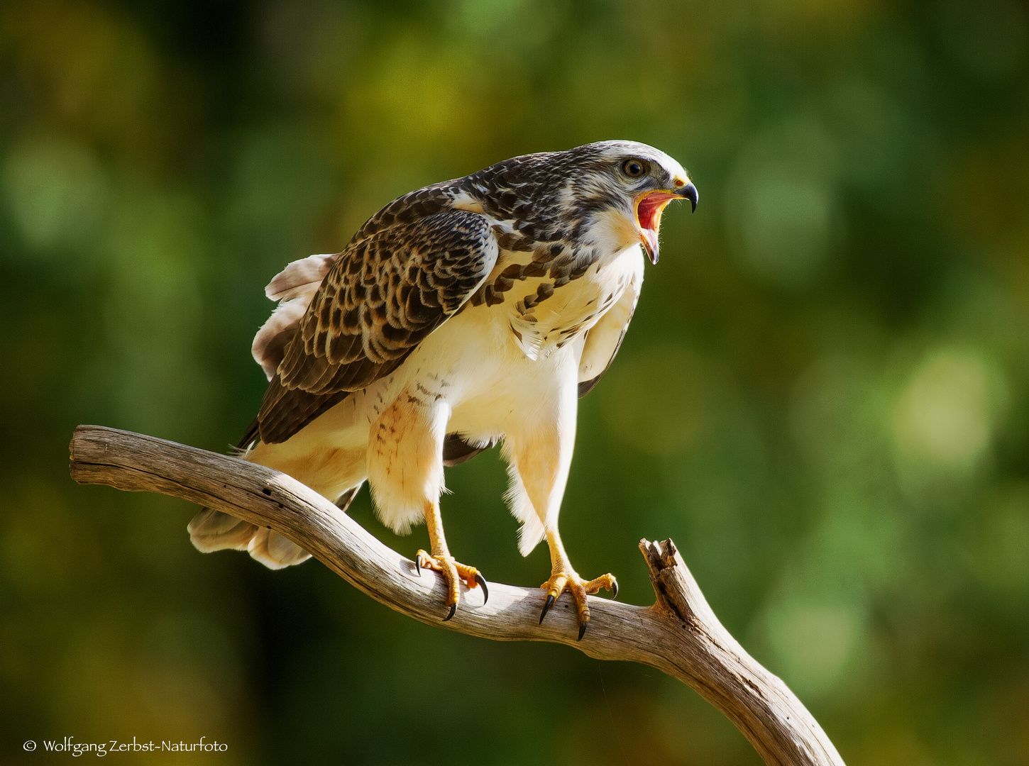   -Mäusebussard -  ( Buteo buteo )