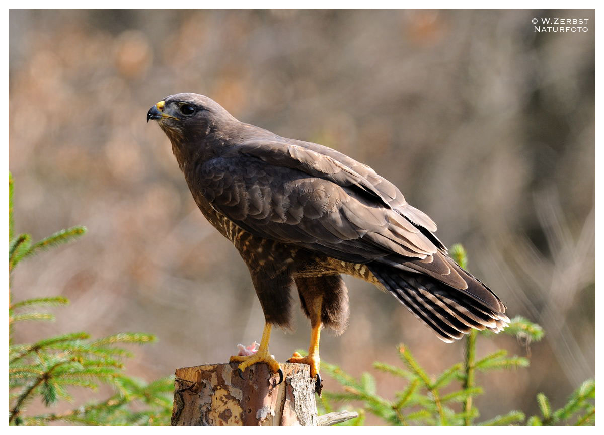 - Mäusebussard - ( Buteo buteo )