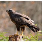 - Mäusebussard - ( Buteo buteo )