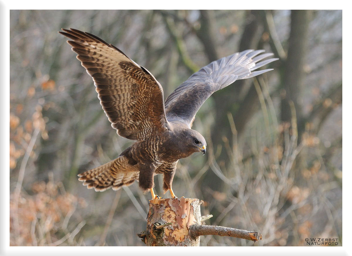 - Mäusebussard - (Buteo buteo)