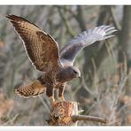 - Mäusebussard - (Buteo buteo)