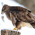 - Mäusebussard - ( Buteo buteo )