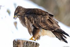 - Mäusebussard - ( Buteo buteo )