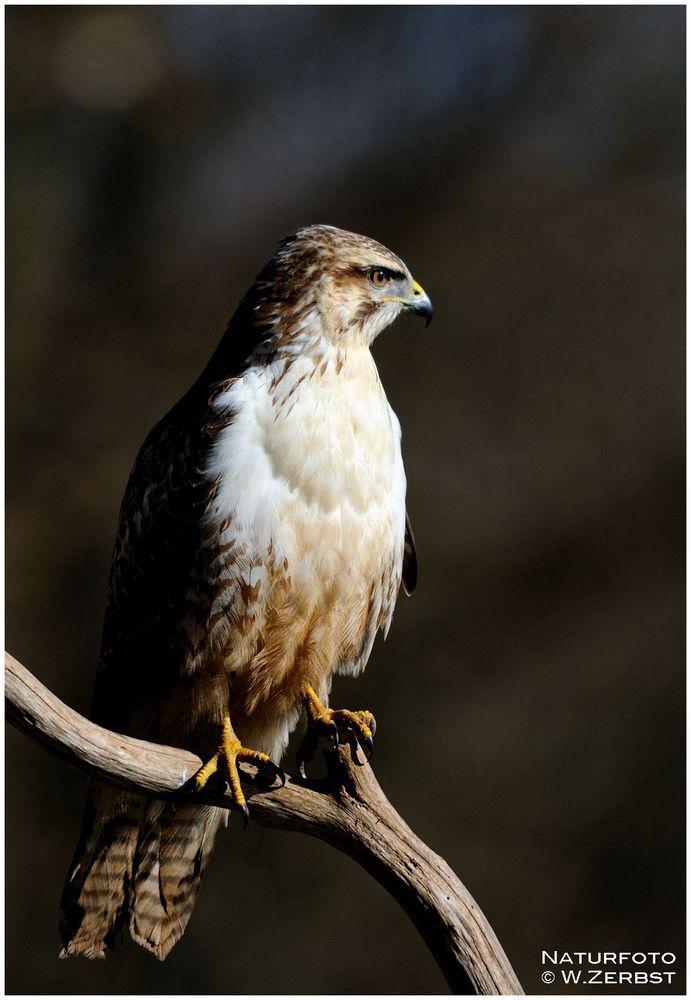 - Mäusebussard - (Buteo buteo)