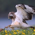 Mäusebussard (Buteo buteo)