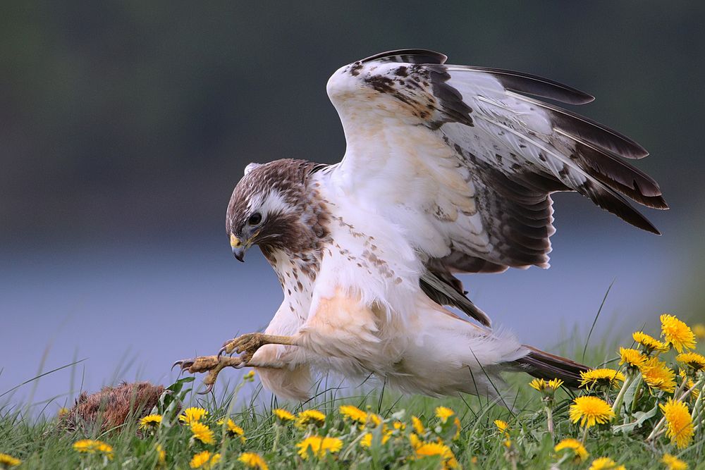 Mäusebussard (Buteo buteo)