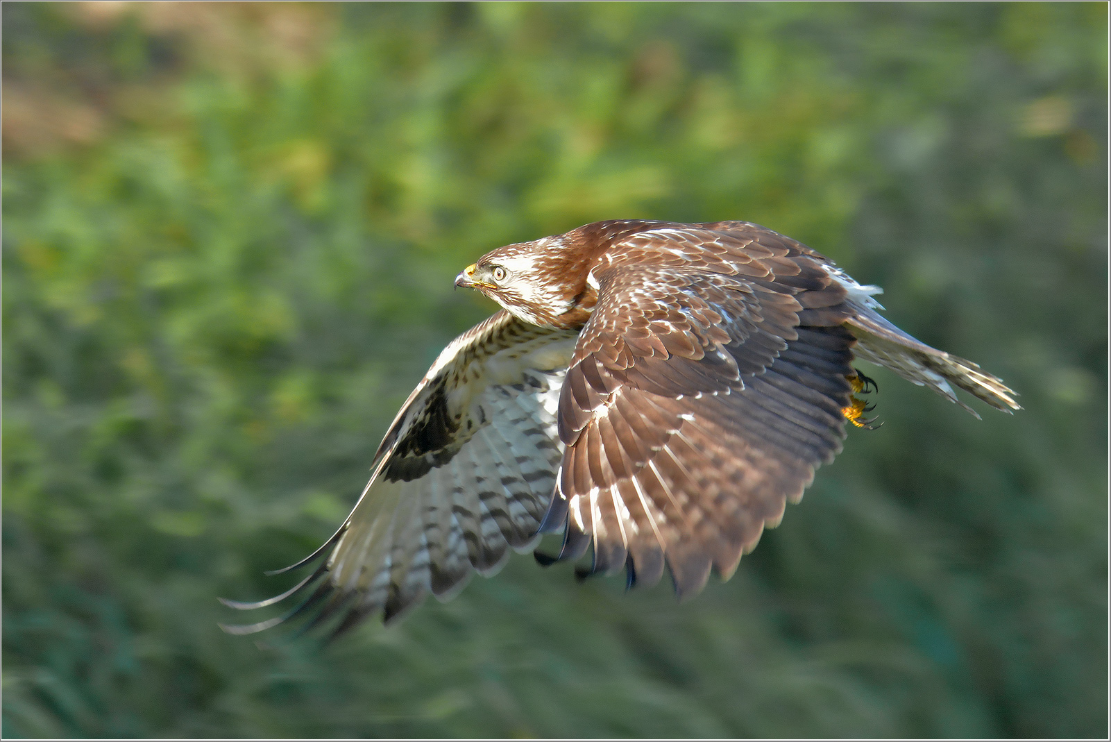 Mäusebussard  -  Buteo buteo