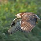 Mäusebussard  -  Buteo buteo