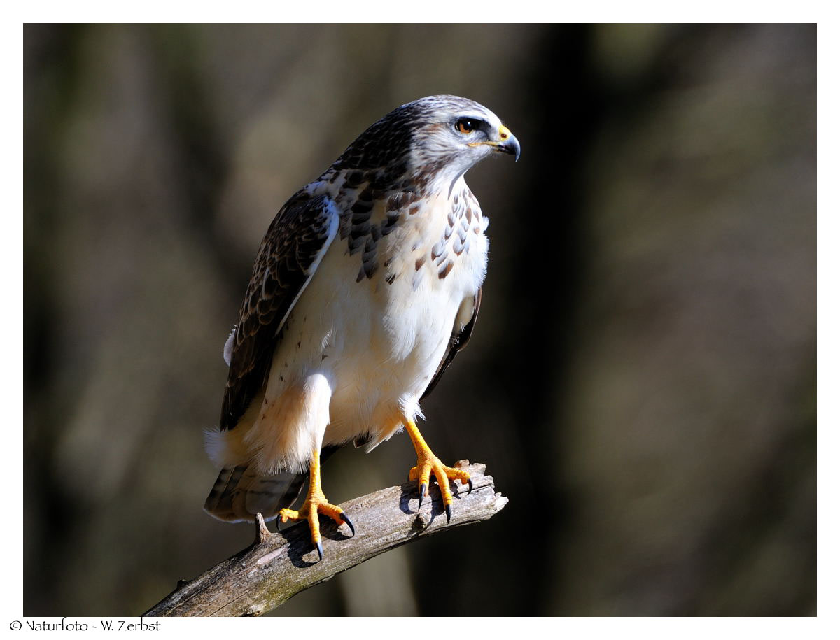 ---- Mäusebussard ---- ( Buteo buteo )