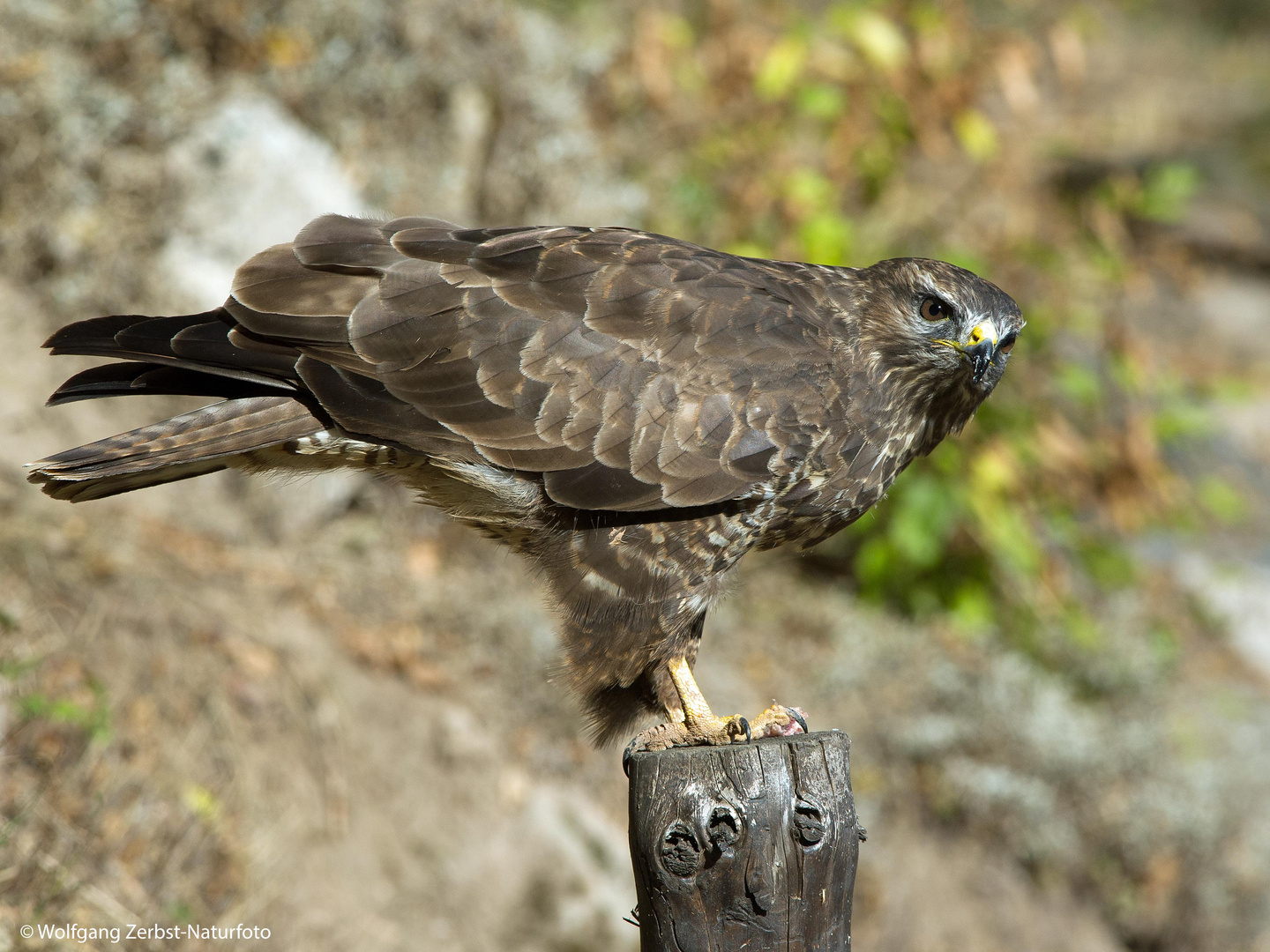 --- Mäusebussard ---        ( Buteo buteo )