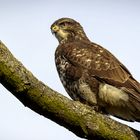 Mäusebussard (Buteo buteo) 