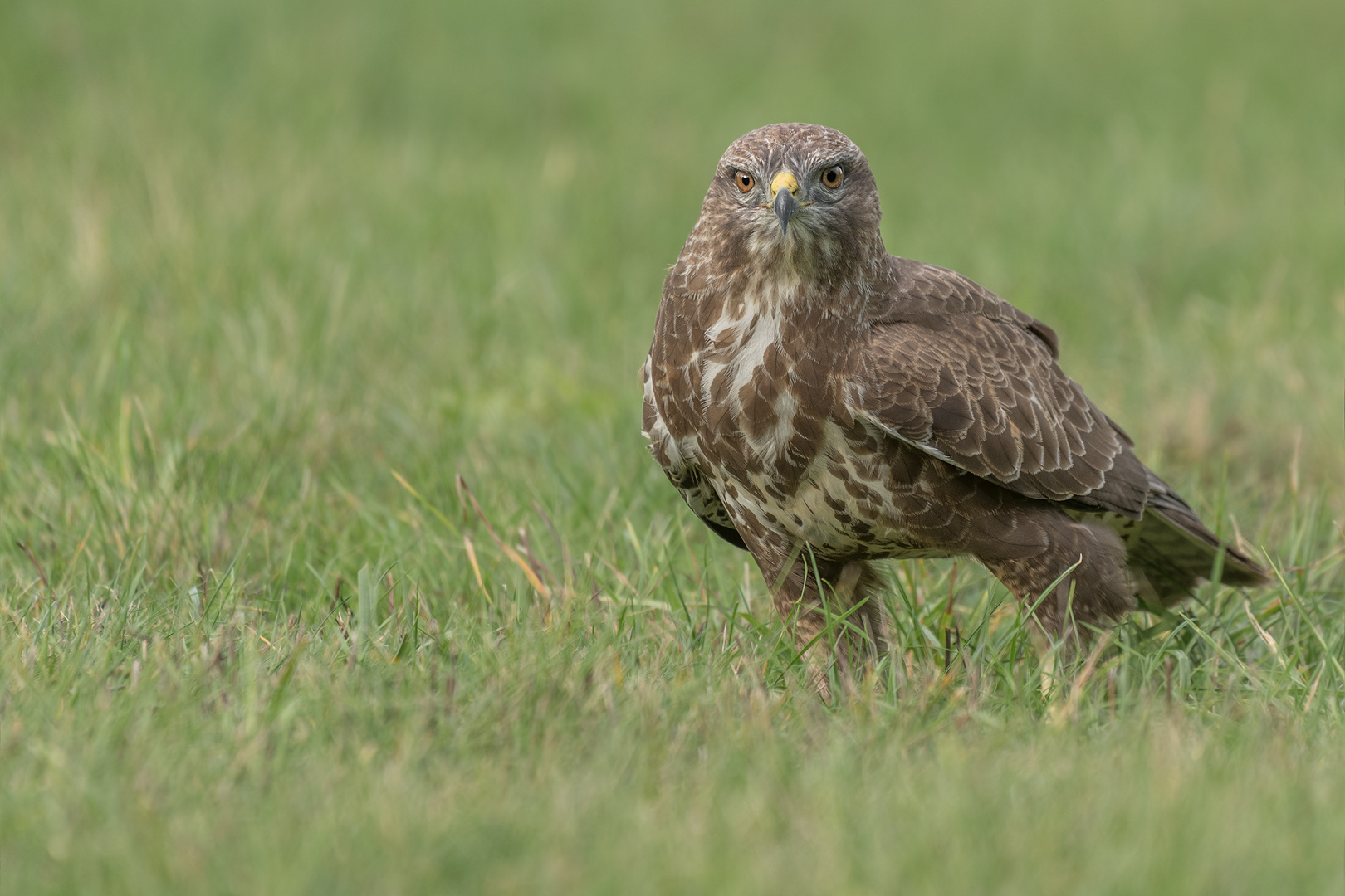 Mäusebussard (Buteo buteo)