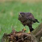 Mäusebussard (Buteo buteo)