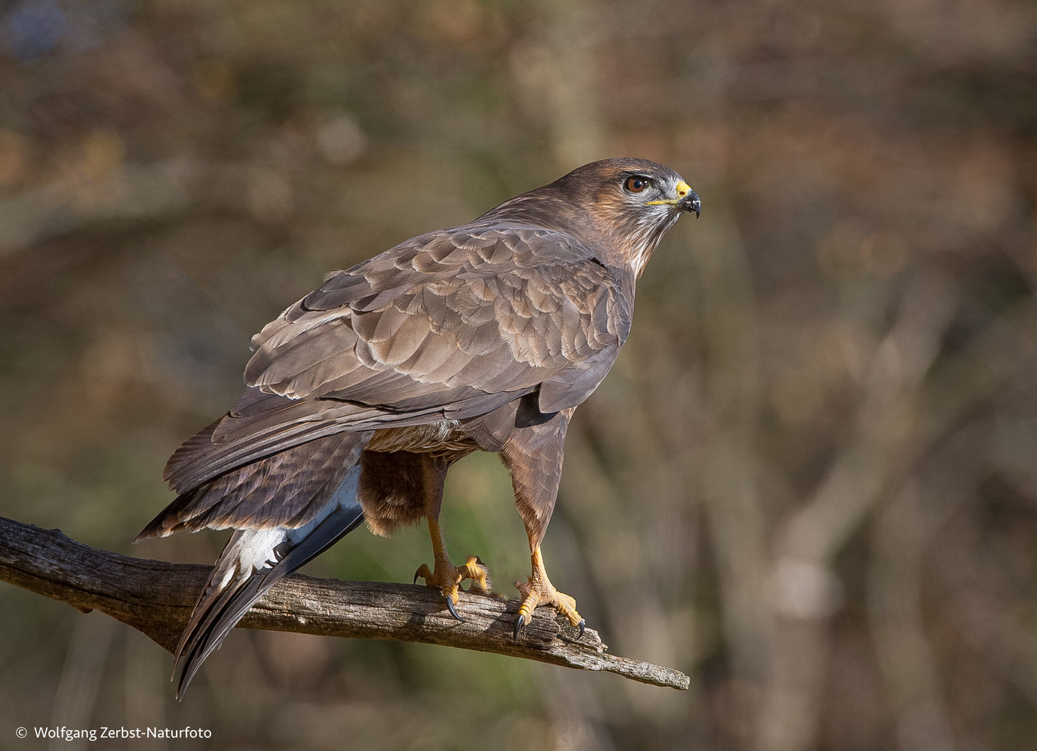 --- Mäusebussard ---   (Buteo buteo)