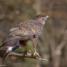 --- Mäusebussard ---   (Buteo buteo)