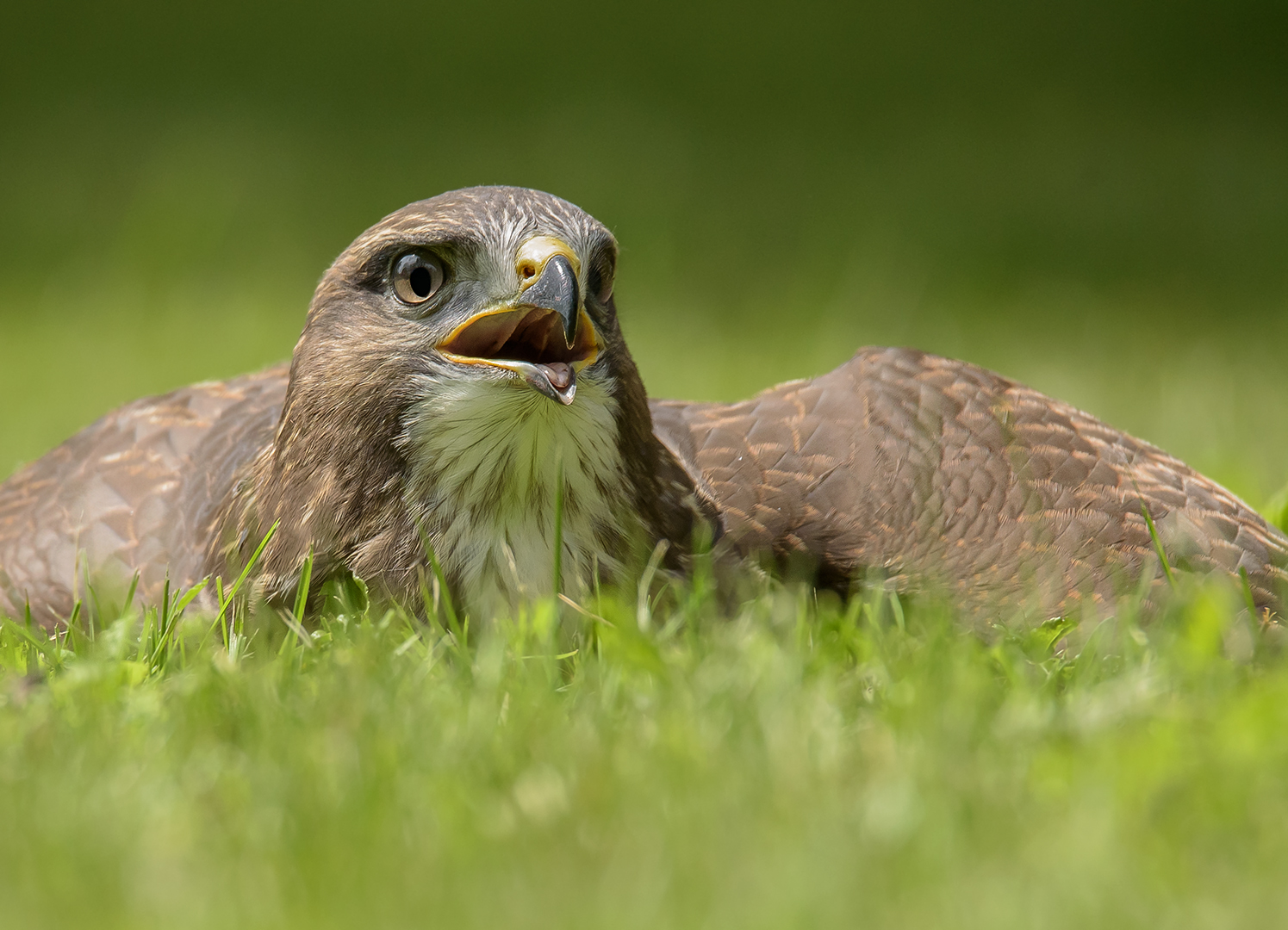 Mäusebussard (Buteo buteo)