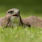 Mäusebussard (Buteo buteo)