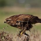 Mäusebussard (Buteo buteo)