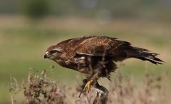 Mäusebussard (Buteo buteo)