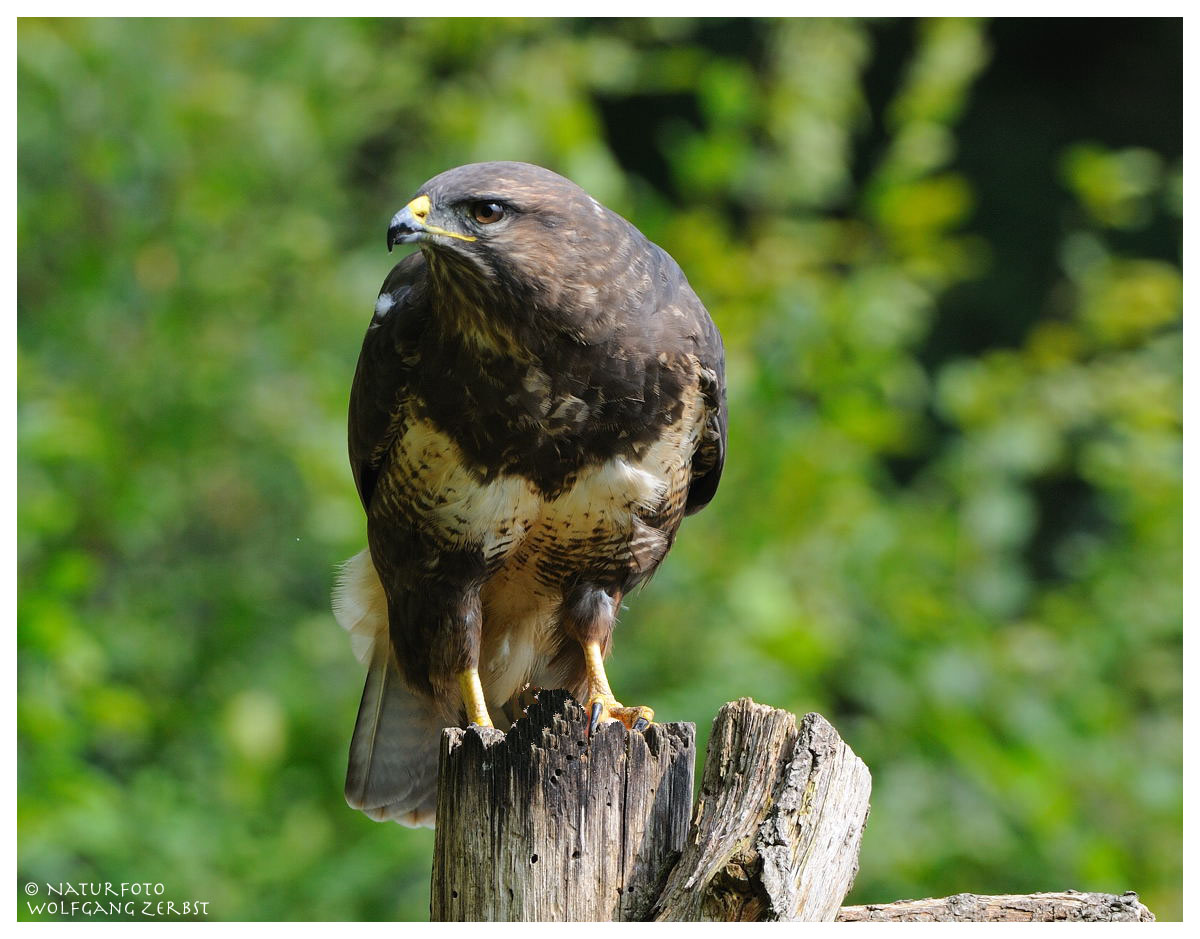 --- Mäusebussard --- ( Buteo buteo )