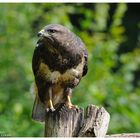 --- Mäusebussard --- ( Buteo buteo )