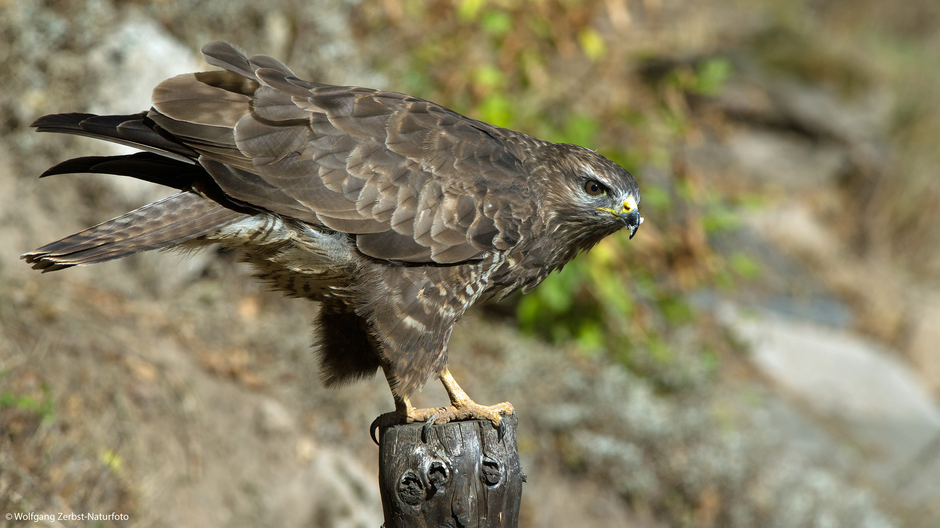 --- Mäusebussard ---    (Buteo buteo )