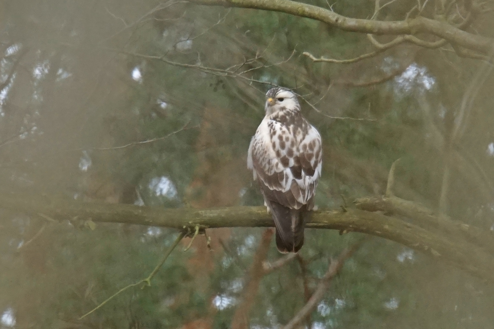 Mäusebussard (Buteo buteo)