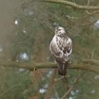 Mäusebussard (Buteo buteo)