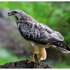 - Mäusebussard - ( Buteo buteo )