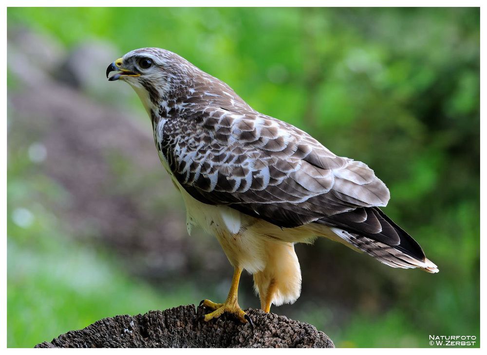 - Mäusebussard - ( Buteo buteo )