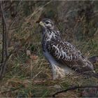 Mäusebussard (Buteo buteo)