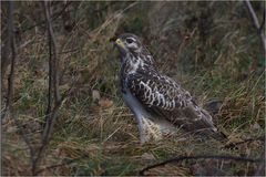 Mäusebussard (Buteo buteo)