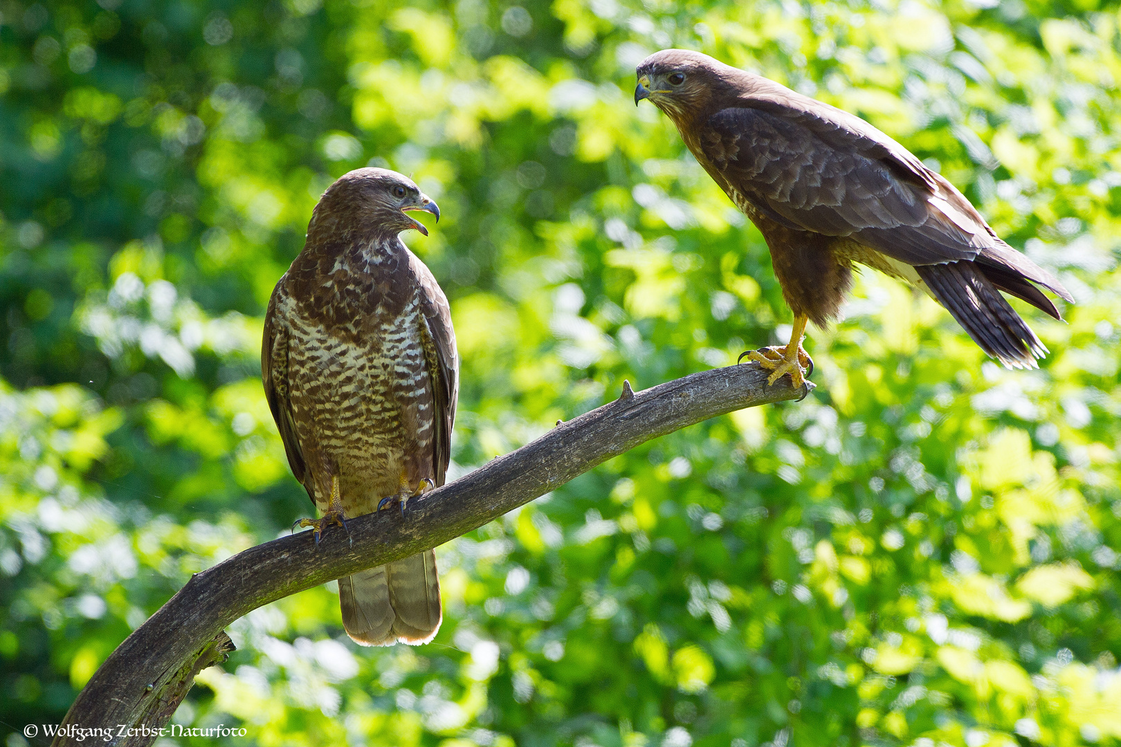 --- Mäusebussard ---            ( Buteo buteo )