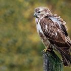 Mäusebussard (Buteo buteo) 