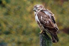 Mäusebussard (Buteo buteo) 