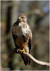 - Mäusebussard - ( Buteo buteo)