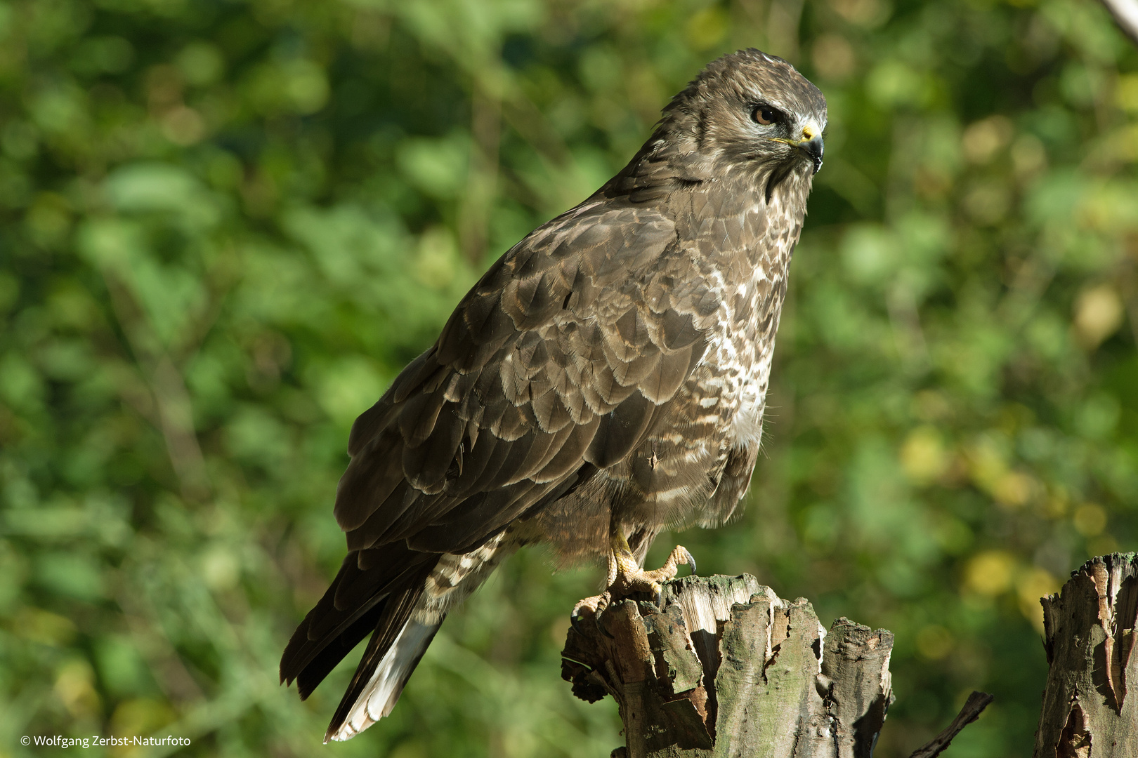 --- Mäusebussard ---  ( Buteo buteo )