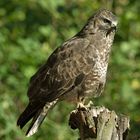 --- Mäusebussard ---  ( Buteo buteo )