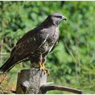 --- Mäusebussard ---- ( Buteo buteo )