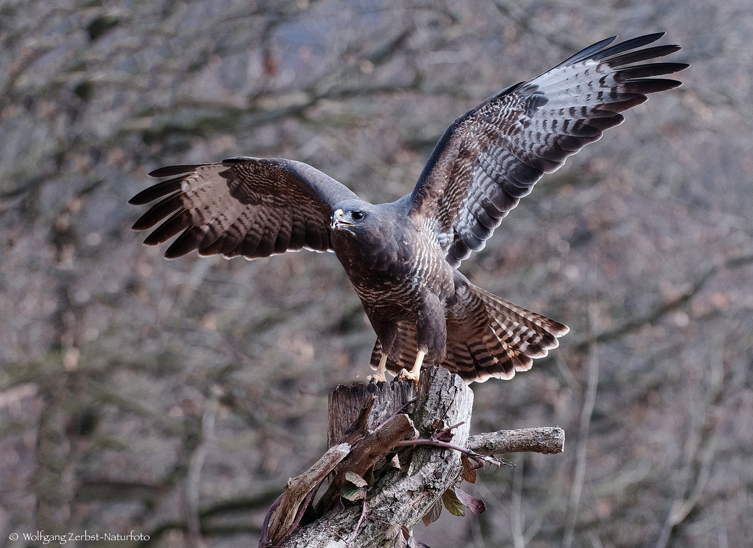   - MÄUSEBUSSARD -  ( Buteo buteo )