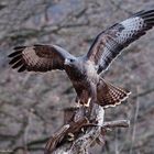   - MÄUSEBUSSARD -  ( Buteo buteo )