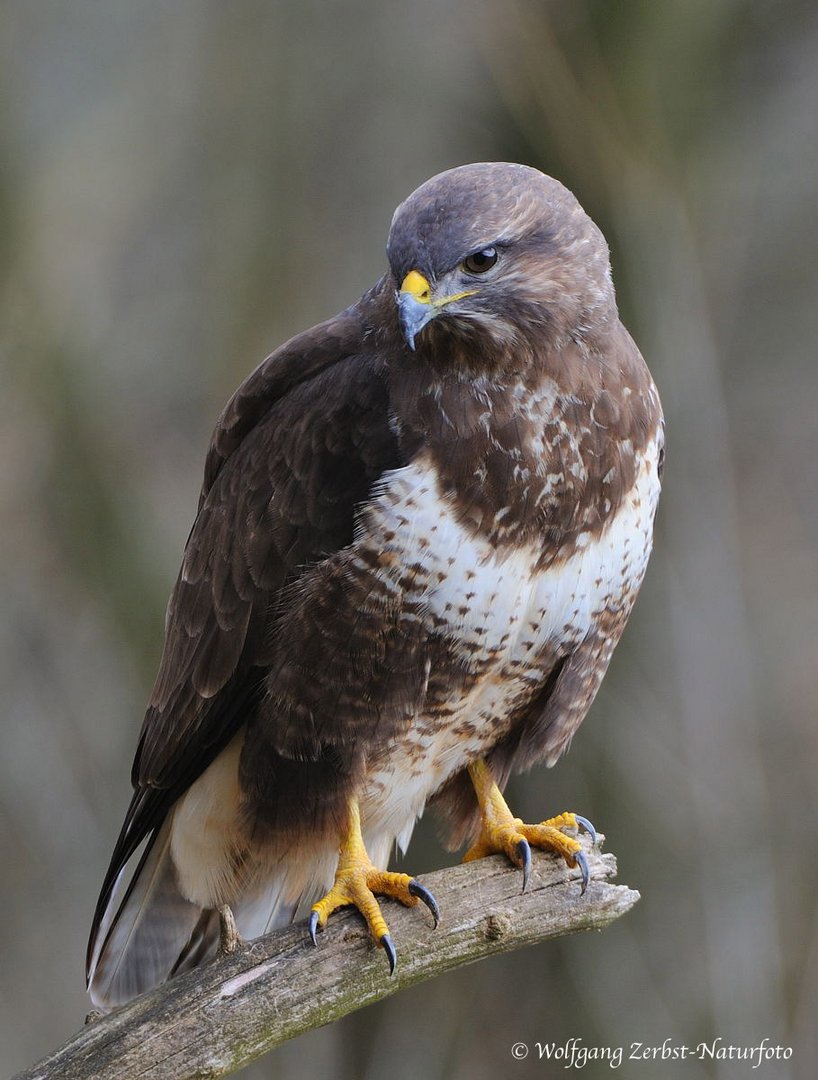 --- Mäusebussard --- ( Buteo buteo )