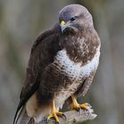 --- Mäusebussard --- ( Buteo buteo )