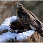 - Mäusebussard - ( Buteo buteo )