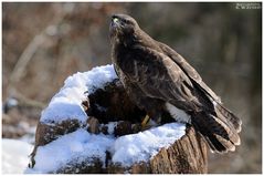 - Mäusebussard - ( Buteo buteo )