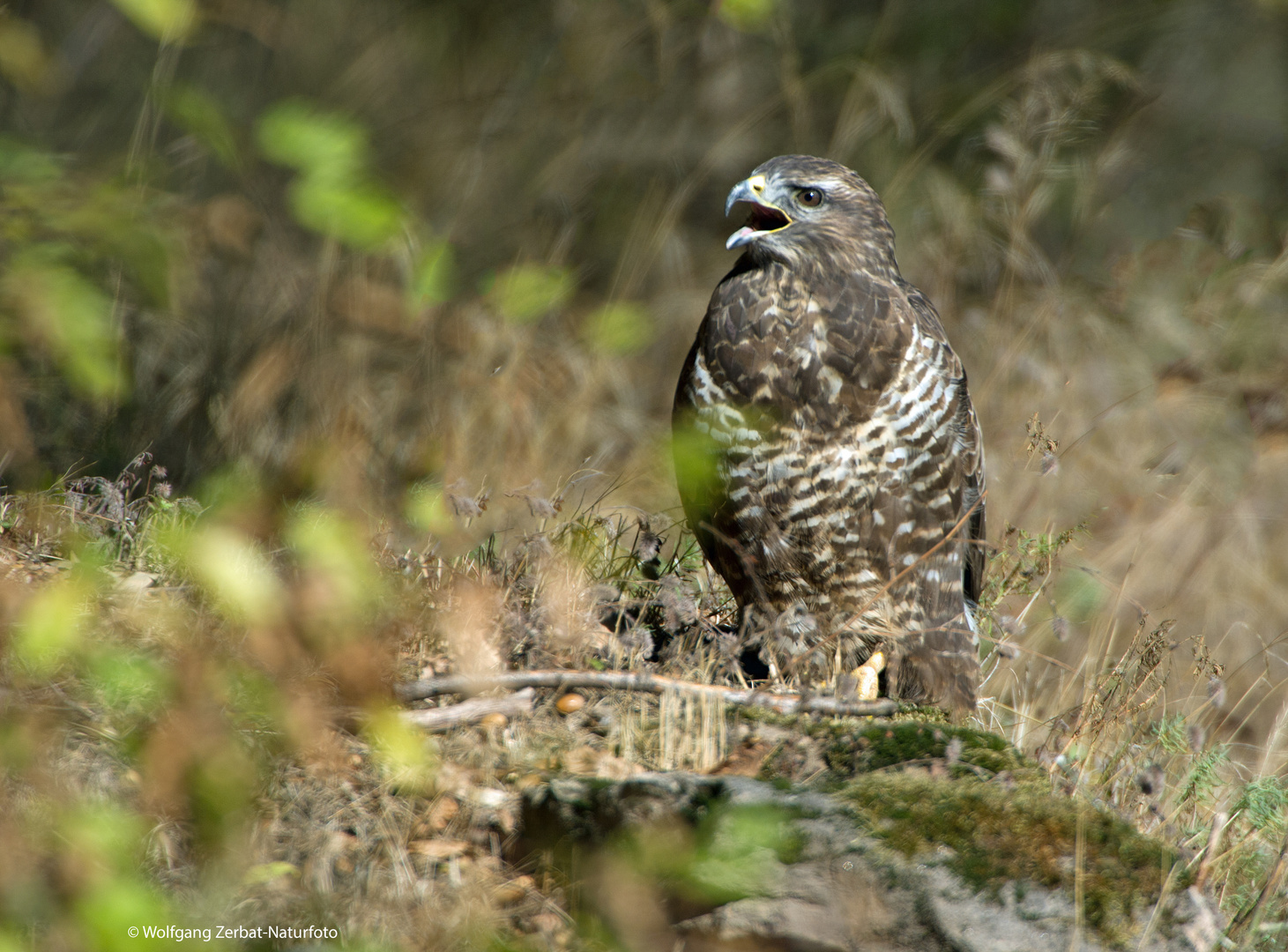 --- Mäusebussard ---    ( Buteo buteo )