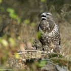 --- Mäusebussard ---    ( Buteo buteo )