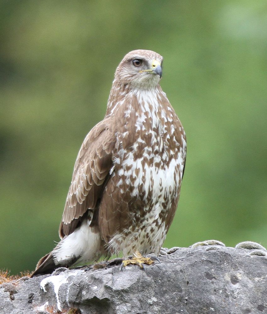 Mäusebussard ( Buteo buteo )